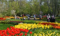 Keukenhof