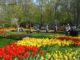 Keukenhof