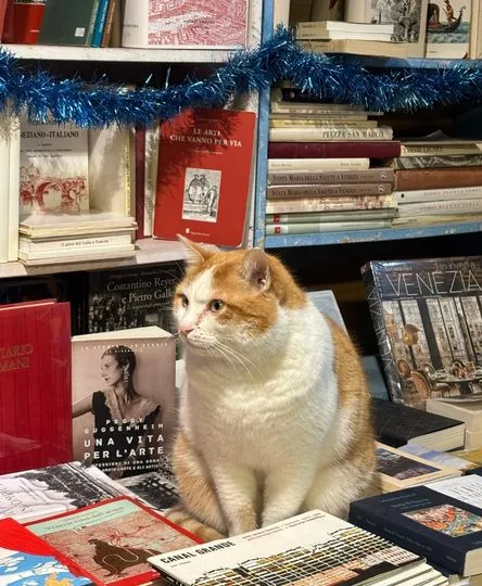 Venedikteki meşhur kitapçı